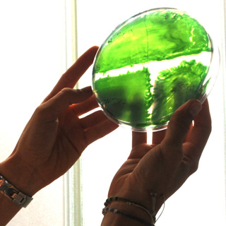 why cyanobacteria